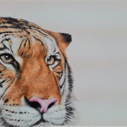 SOLD <BR> Harimau <br> 44x30cm <br> Ballpoint Pen on Paper <br>