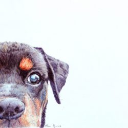 我的寵物 38 羅威納犬 <br> My Pet 38 Rottweiler <br> 44cmx30cm(7)  <br> Ballpoint Pen On Paper  <br> 2017