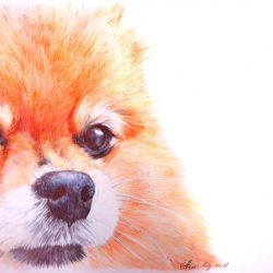 SOLD<br> 我的寵物 53<br> My Pet 53 Pomeranian<br> 29cmx23cm(3)<br> Ballpoint Pen On Paper<br> 2017