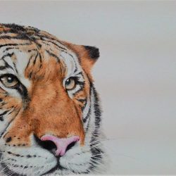 SOLD <BR> 老虎<br> Harimau <br> 44x30cm(7)<br> Ballpoint Pen On Paper <br> 2017