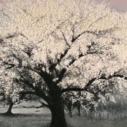 一樹乾坤萬里春 <BR> Spring Goeth All In White <BR> 250x128x5cm(160) <BR> Oil On Canvas <BR> 2016