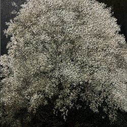 春滿乾坤福滿門 <br> Full Of Blessings<br> 100x140cm(70) <br> Oil On Canvas <br> 2016